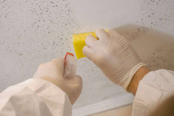 Trusted Clinton, KY Mold Removal Experts
