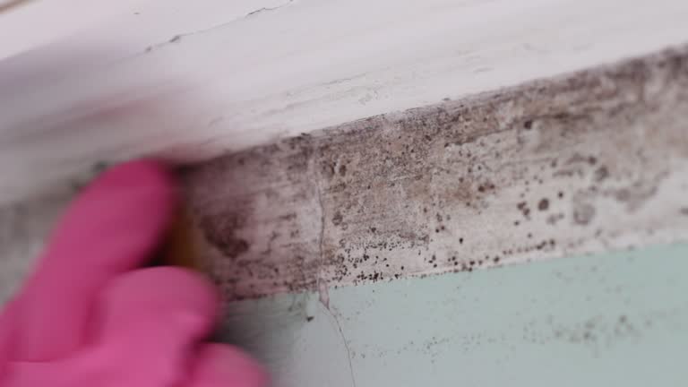 Mold Removal for HVAC Installations in Clinton, KY